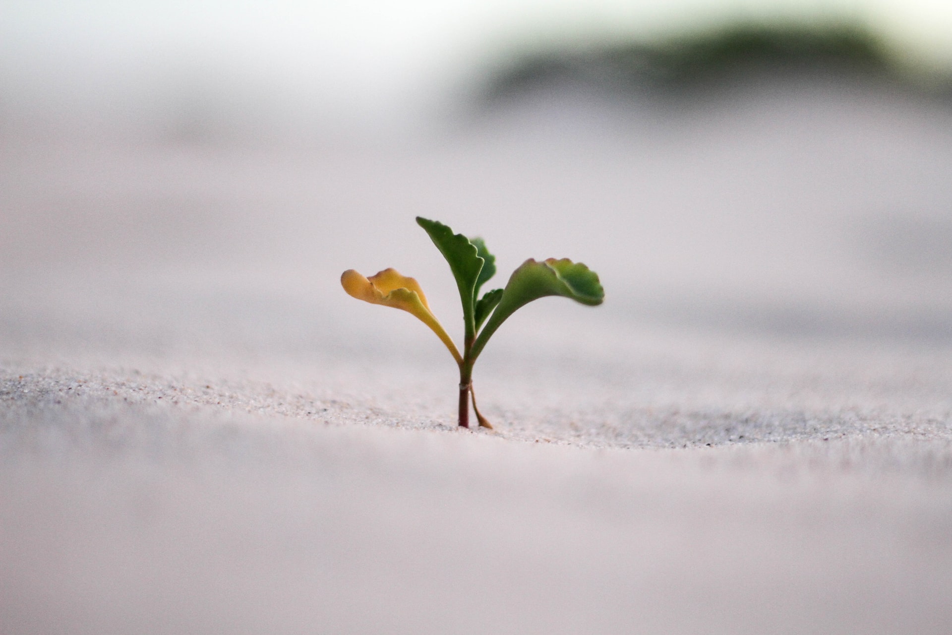 Sustainability in SMEs